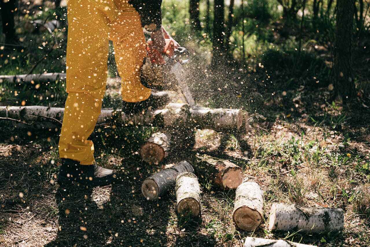 Dead Tree Removal in Vineyards, FL